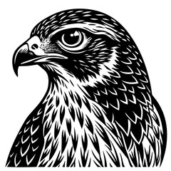 eagle vector illustration