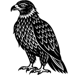 eagle isolated on white background