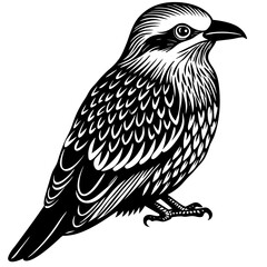 sketch of a bird