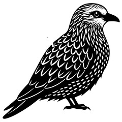 bird on a white background