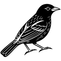 vector illustration of a bird