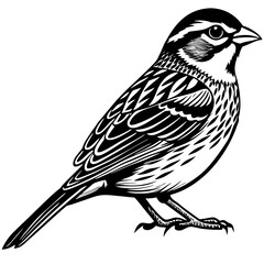 vector illustration of a bird