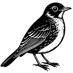 vector illustration of a bird