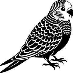 black and white bird