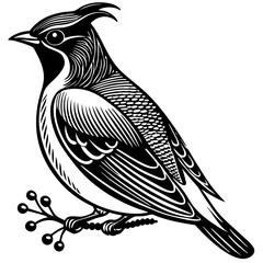 sketch of a bird