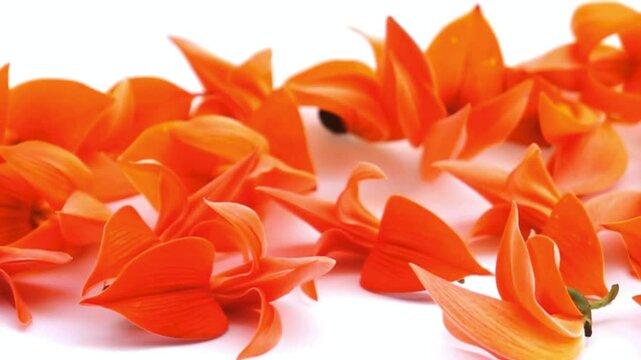 Scattered Orange Butea Monosperma Flowers on White Background