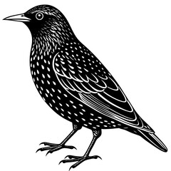 vector illustration of a bird