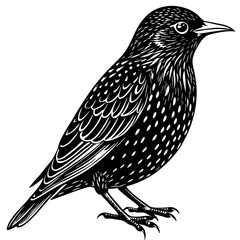 vector illustration of a bird