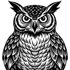 owl on white background