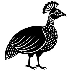 rooster isolated on white