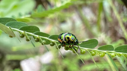 Fototapeta premium A dazzling jewel bug shines like living armor, perched on a leaf lined with pods—nature’s tiny gem glowing in green, gold, and black beneath a soft, blurred forest backdrop.