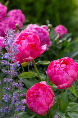 Close up pink peonies Cytherea in summer garden, blooming flowers with soft petals and purple catmint, lush foliage, natural light, romantic vertical composition, vivid colors, garden beauty