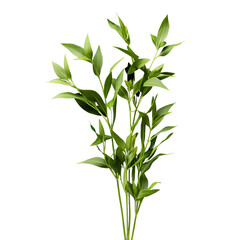 Obraz premium Ruscus branch with vibrant green leaves isolated on black background Elegant foliage for floral arrangements and botanical designs Concept of nature, freshness, and greenery