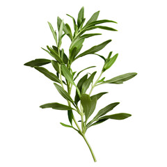 Fototapeta premium Fresh sprig of savory herb with vibrant green leaves isolated on black background Culinary herb concept for cooking, seasoning, and aromatic garnish