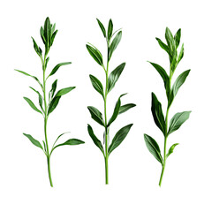 Fototapeta premium Fresh green tarragon sprigs on a black background Culinary herb, aromatic plant, and ingredient for cooking