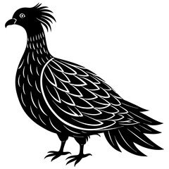 rooster isolated on white