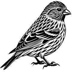 sketch of a bird