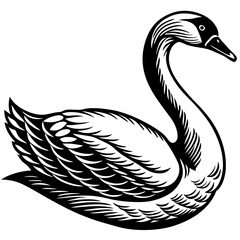 silhouette of a swan