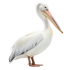 Pelican animal png large waterbird with pouch png coastal bird species png flying seabird illustration png transparent background image