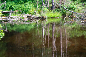 Old branches of a tree lie in the water of a lake