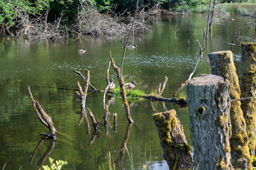 Old branches of a tree lie in the water of a lake