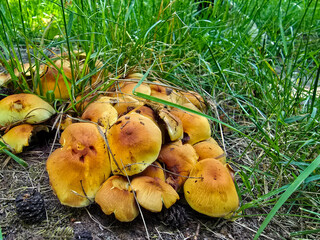 Autumn s Golden Treasure: Vibrant Orange Mushrooms in the Forest