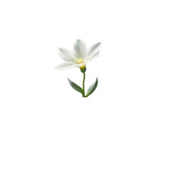 Fototapeta premium Delicate White Flower on Transparent Background - Botanical Beauty