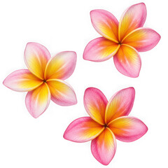 Three pink plumeria flowers on transparent background