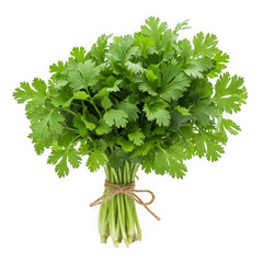 Bunch of fresh cilantro tied up on transparent background