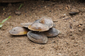  freshwater mussel : A sturdy, hinge‑bound bivalve burrowed in freshwater beds, filtering...