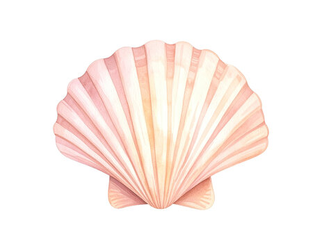 Watercolor illustration of shellfish. Animal watercolor illustration.