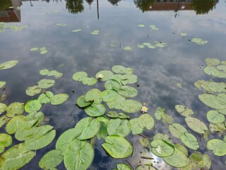 Lilies blooming with white flowers on the lake. Exquisite water lilies in Madison Wisconsin. A calm water lotus plant with beautiful white flowers.