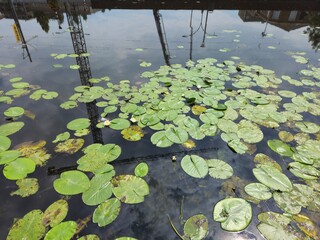 Lilies blooming with white flowers on the lake. Exquisite water lilies in Madison Wisconsin. A calm water lotus plant with beautiful white flowers.