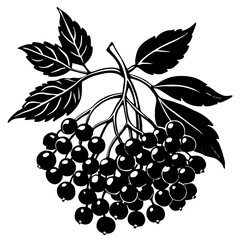 Obraz premium vector illustration of grapes