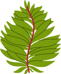 Seaweed or sea algae of coral reef and underwater kelp, vector cartoon alga. Ocean water plant or marine grass and green moss leaf from aquarium, seaweed algae or aquatic weed spirulina and laminaria