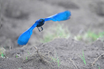 blue dragonfly on a branch