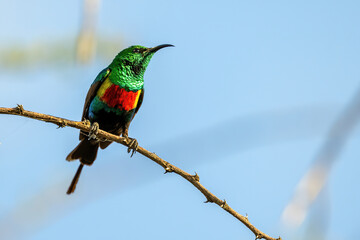 bee eater perched on a branch