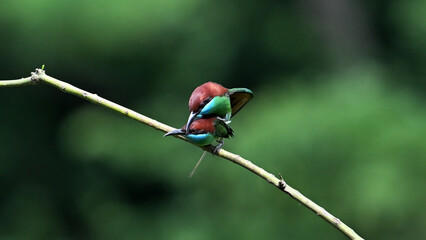 red bug on a green leaf