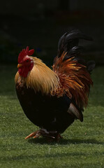 rooster in the garden