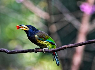 great tit parus major