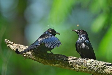 blackbird on a branch