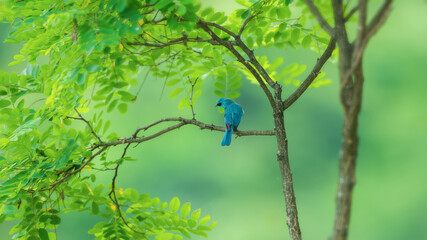 lilac breasted roller