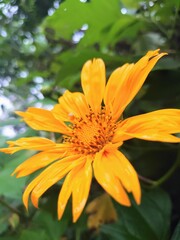 orange flower in the garden