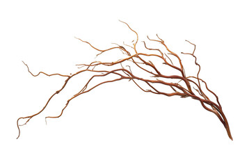 Curly Willow Branch Isolated on Black