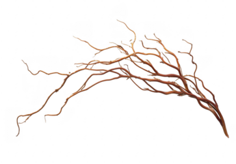 Curly Willow Branch Isolated on Black