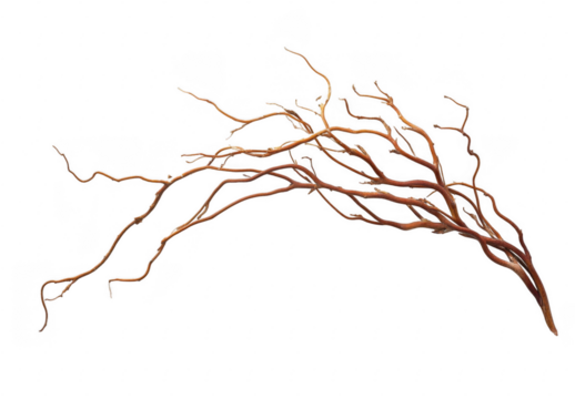 Curly Willow Branch Isolated on Black