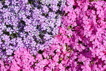pink and purple Creeping Phlox subulata moss making background