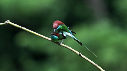 red and green hummingbird