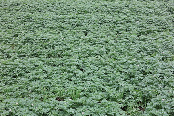 The green view of a vegetable garden on a plot of land.