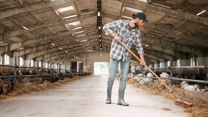 Handsome Caucasian man carefully working in goat farm. Wearing boots and work uniform. Attractive worker holding broom, sweeping and cleaning barn while lambs eating hay. Farming business industry. © VAKSMANV